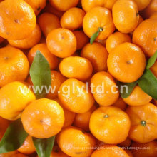 Fresh Chinese in Good Quality Baby Mandarin